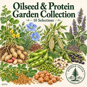 Oilseed & Protein Garden Collection Seeds, 10 Seed Varieties, 625+ Seeds, Peanut, Sesame, Flax