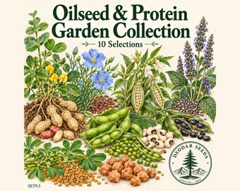 625+ Oilseed & Protein Garden Collection Seeds, 10 Seed Varieties, Peanut, Sesame, Flax