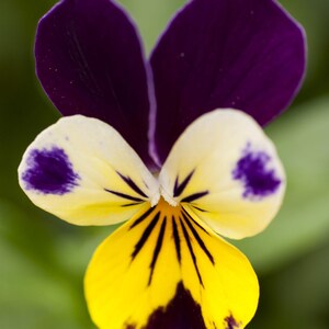 K&ouml;nnte beinhalten: Eine Stiefm&uuml;tterchenbl&uuml;te mit zwei gro&szlig;en, dunkelvioletten oberen Bl&uuml;tenbl&auml;ttern und drei unteren Bl&uuml;tenbl&auml;ttern in Creme- und Gelbt&ouml;nen. Die unteren Bl&uuml;tenbl&auml;tter zeigen deutliche dunkelviolette Flecken und feine, schwarze Linien.