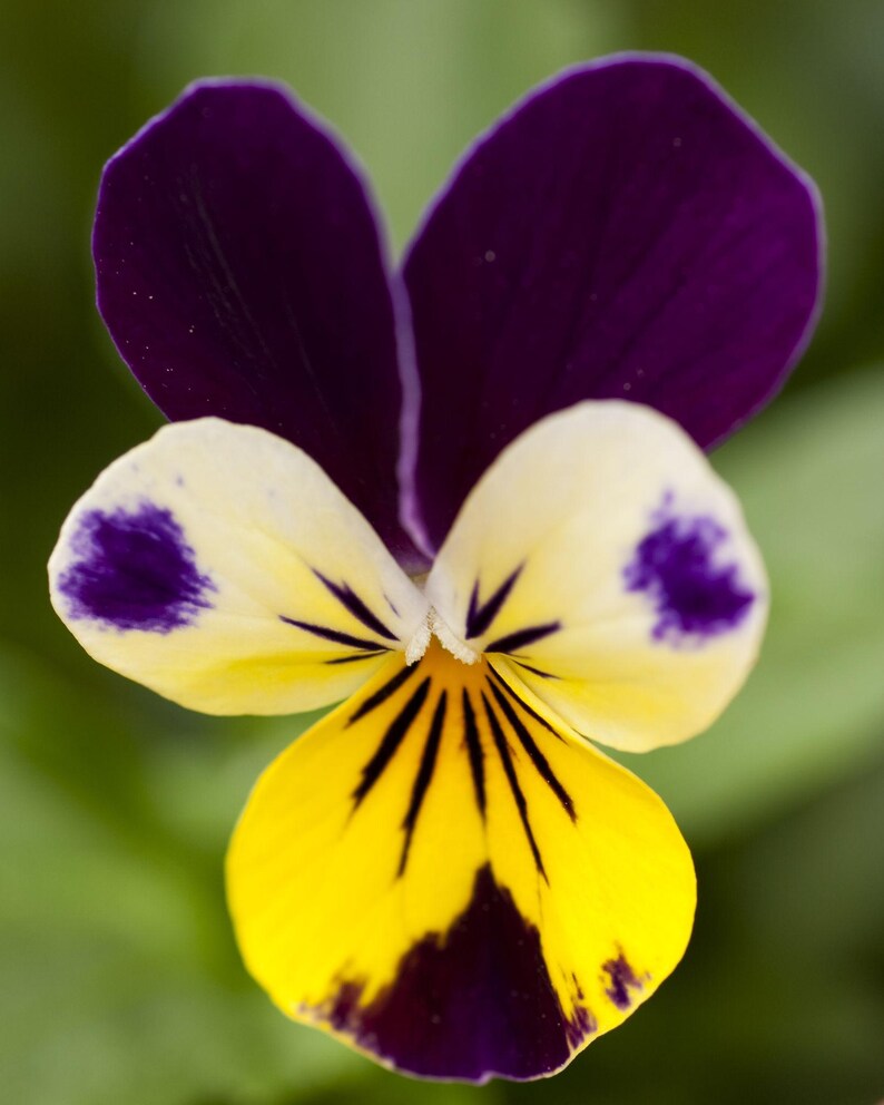 K&ouml;nnte beinhalten: Eine Stiefm&uuml;tterchenbl&uuml;te mit zwei gro&szlig;en, dunkelvioletten oberen Bl&uuml;tenbl&auml;ttern und drei unteren Bl&uuml;tenbl&auml;ttern in Creme- und Gelbt&ouml;nen. Die unteren Bl&uuml;tenbl&auml;tter zeigen deutliche dunkelviolette Flecken und feine, schwarze Linien.