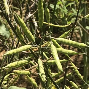 Puede incluir: Un grupo de vainas de semillas verdes y alargadas que crecen en tallos delgados y oscuros. Las vainas son cil&iacute;ndricas y ligeramente irregulares, dispuestas en un patr&oacute;n ramificado. La planta presenta m&uacute;ltiples tallos finos que se extienden.