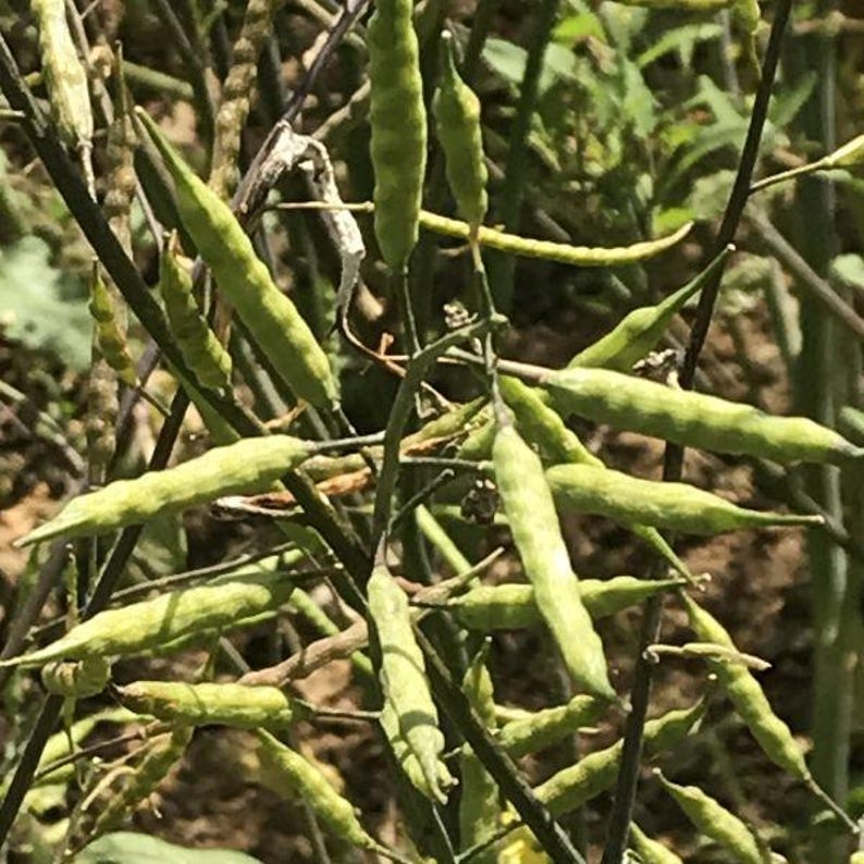 Puede incluir: Un grupo de vainas de semillas verdes y alargadas que crecen en tallos delgados y oscuros. Las vainas son cil&iacute;ndricas y ligeramente irregulares, dispuestas en un patr&oacute;n ramificado. La planta presenta m&uacute;ltiples tallos finos que se extienden.