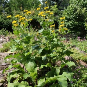 200+ nasion omanu wielkiego, Inula helenium, wysoka żółta roślina polna zdjęcie 5