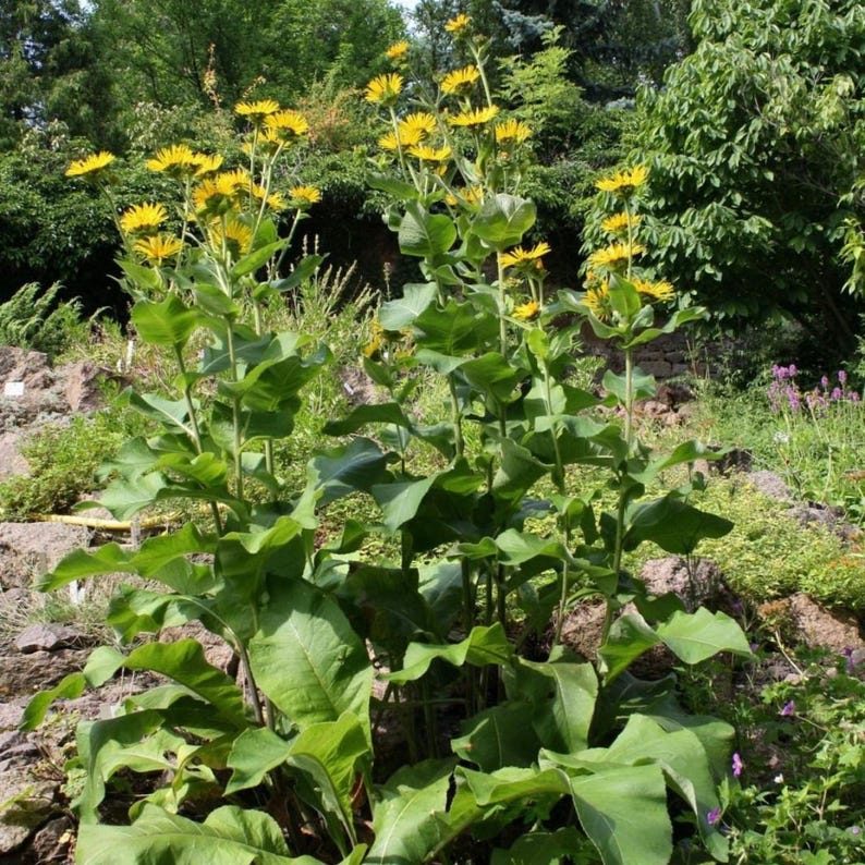 200+ nasion omanu wielkiego, Inula helenium, wysoka żółta roślina polna zdjęcie 5