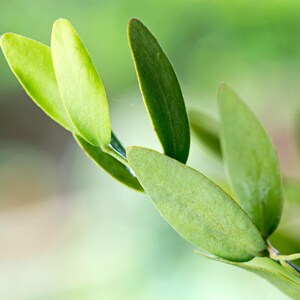 May include: A close-up view of a plant stem featuring several smooth, oval-shaped green leaves. The leaves exhibit varying shades of light and dark green, with a glossy texture and pointed tips, arranged along a thin, slender, dark-coloured branch.