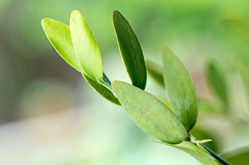 May include: A close-up view of a plant stem featuring several smooth, oval-shaped green leaves. The leaves exhibit varying shades of light and dark green, with a glossy texture and pointed tips, arranged along a thin, slender, dark-coloured branch.