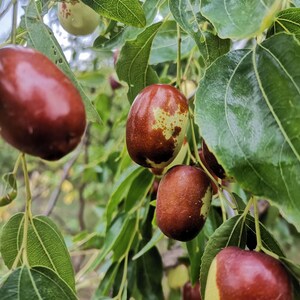 K&ouml;nnte beinhalten: Mehrere reife Jujube-Fr&uuml;chte h&auml;ngen an einem Baumzweig. Die Fr&uuml;chte sind oval geformt mit einer glatten, gl&auml;nzenden Schale, die von einem tiefen Rotbraun zu einem hellen Gr&uuml;n &uuml;bergeht. Sie sind von leuchtend gr&uuml;nen, ovalen Bl&auml;ttern umgeben.
