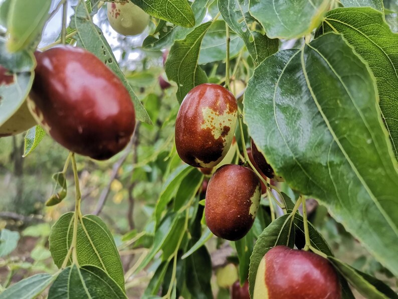 K&ouml;nnte beinhalten: Mehrere reife Jujube-Fr&uuml;chte h&auml;ngen an einem Baumzweig. Die Fr&uuml;chte sind oval geformt mit einer glatten, gl&auml;nzenden Schale, die von einem tiefen Rotbraun zu einem hellen Gr&uuml;n &uuml;bergeht. Sie sind von leuchtend gr&uuml;nen, ovalen Bl&auml;ttern umgeben.