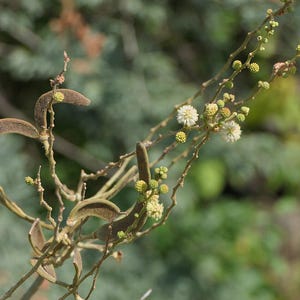 30-60 semillas de acacia de corteza blanca, Acacia Leucophloea, acacia de tallo blanco, acacia espinosa, acacia india, semillas de árboles tropicales imagen 6
