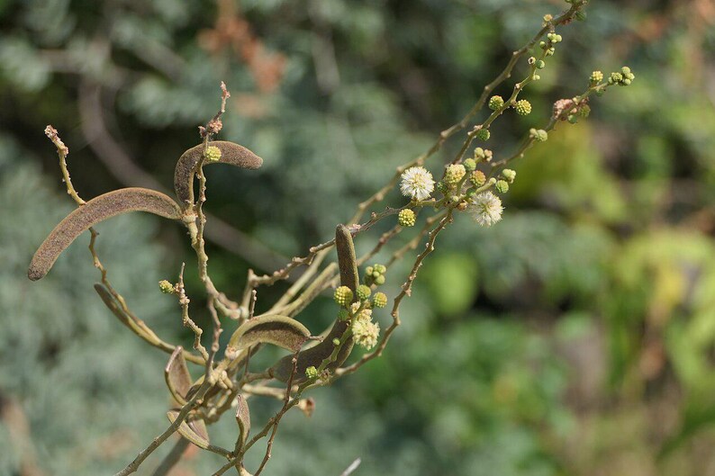 30-60 semillas de acacia de corteza blanca, Acacia Leucophloea, acacia de tallo blanco, acacia espinosa, acacia india, semillas de árboles tropicales imagen 6