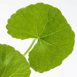 Puede incluir: Una hoja de color verde vibrante con forma redondeada, similar a un ri&ntilde;&oacute;n, y un borde liso ligeramente ondulado. La superficie muestra una red prominente de venas finas de color verde claro que irradian desde el centro donde se une el tallo.