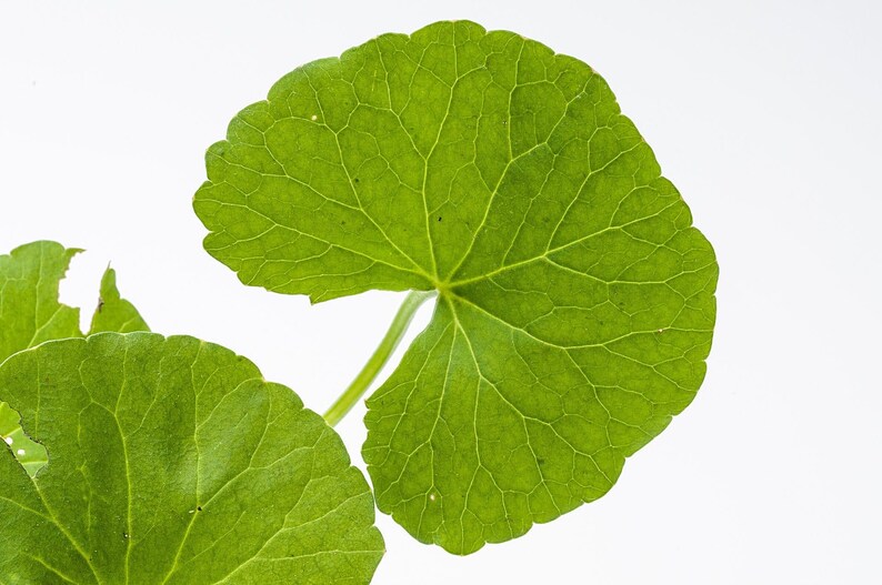 Puede incluir: Una hoja de color verde vibrante con forma redondeada, similar a un ri&ntilde;&oacute;n, y un borde liso ligeramente ondulado. La superficie muestra una red prominente de venas finas de color verde claro que irradian desde el centro donde se une el tallo.