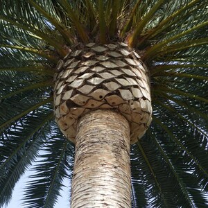 10+ Phoenix Canariensis Frön, Kanarieöarnas Dadelpalm, Kanariepalmfrön, Prydnadspalm bild 4