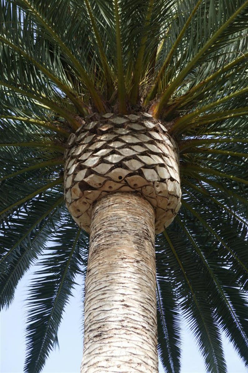 10+ Phoenix Canariensis Frön, Kanarieöarnas Dadelpalm, Kanariepalmfrön, Prydnadspalm bild 4