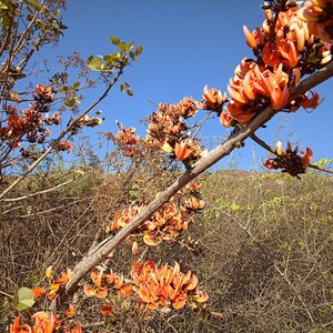 10-20 Flame of the Forest Seeds, Butea Monosperma, Palash, Bastard Teak, Parrot Tree, Bengal Kino, Tropical Flowering Tree Seeds image 6
