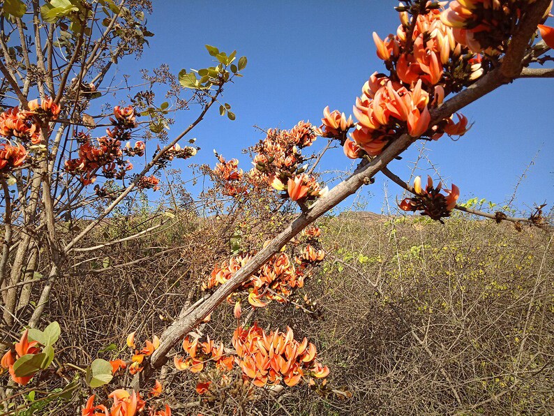 10-20 Flame of the Forest Seeds, Butea Monosperma, Palash, Bastard Teak, Parrot Tree, Bengal Kino, Tropical Flowering Tree Seeds image 6