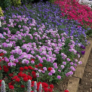 Peut inclure: Un parterre de jardin vibrant rempli de grappes de petites fleurs dans des tons de violet, lavande, rose et rouge vif. Les plantes sont dispos&eacute;es en taches de couleur, bord&eacute;es par un rebord en bois le long du sol et du feuillage vert.