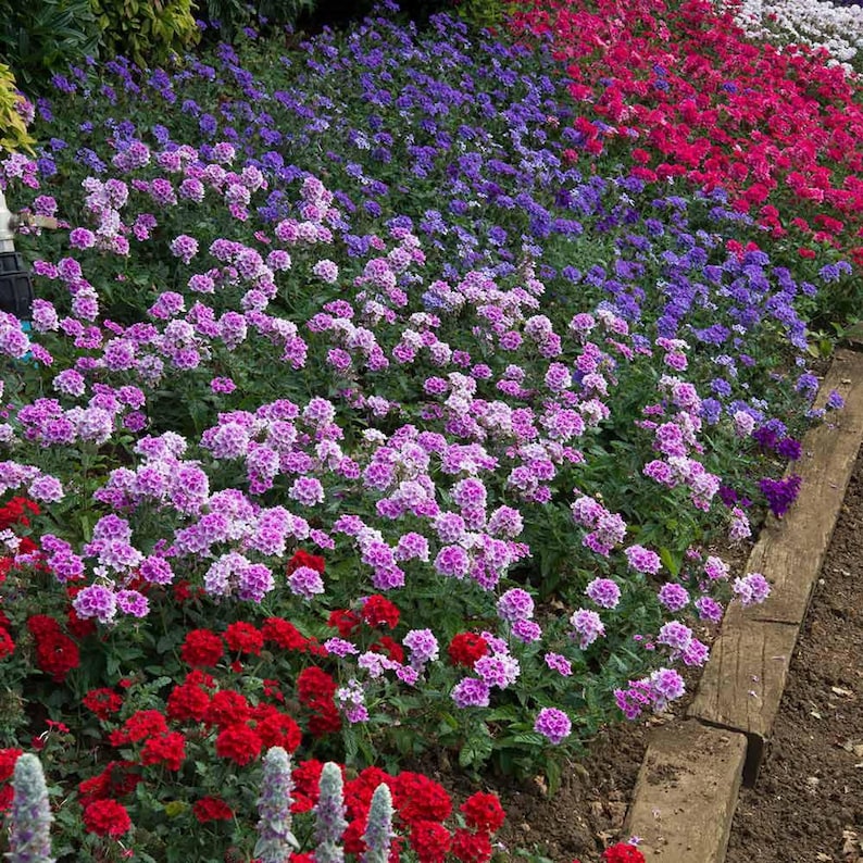 Peut inclure: Un parterre de jardin vibrant rempli de grappes de petites fleurs dans des tons de violet, lavande, rose et rouge vif. Les plantes sont dispos&eacute;es en taches de couleur, bord&eacute;es par un rebord en bois le long du sol et du feuillage vert.