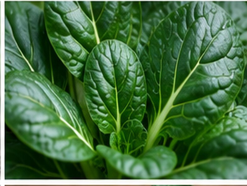 Puede incluir: Un grupo de hojas frescas de bok choy con un color verde intenso y brillante, con venas blancas p&aacute;lidas prominentes que recorren el centro de cada hoja. Las hojas tienen una superficie lisa y ligeramente texturizada con gotas de agua.
