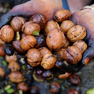 5+ Himalayan Walnut Seeds, Juglans regia, Walnut Tree image 1