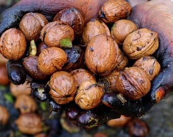 5+ semillas de nuez del Himalaya, Juglans regia, nogal