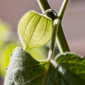 Más de 30 semillas de uchuva, Physalis peruviana, grosella del Cabo, fruto amarillo imagen 3