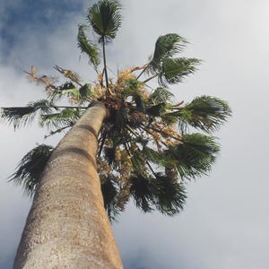 Peut inclure: Une vue en contre-plong&eacute;e d'un grand palmier au tronc brun clair textur&eacute; s'&eacute;tendant vers le haut, avec une canop&eacute;e de palmes vertes et de grappes de fleurs jaunes sur un ciel parsem&eacute; de nuages blancs et de taches bleues.