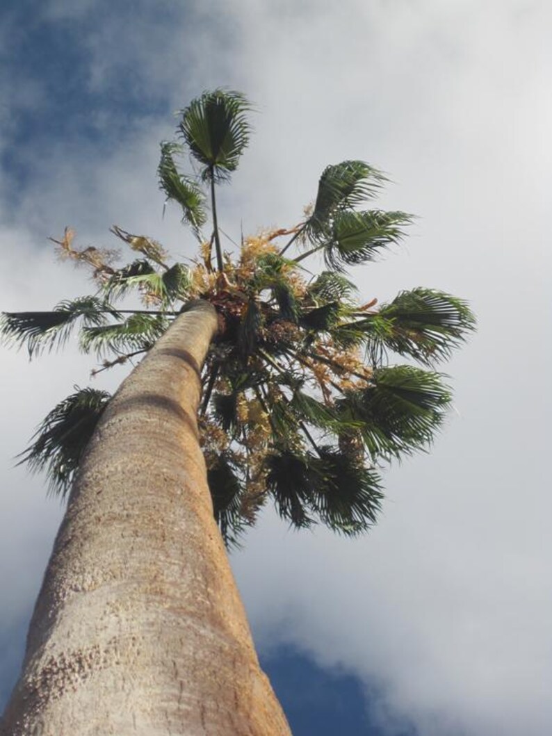 Peut inclure: Une vue en contre-plong&eacute;e d'un grand palmier au tronc brun clair textur&eacute; s'&eacute;tendant vers le haut, avec une canop&eacute;e de palmes vertes et de grappes de fleurs jaunes sur un ciel parsem&eacute; de nuages blancs et de taches bleues.