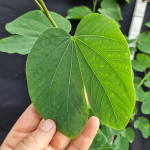 May include: A vibrant green leaf with a distinct bilobed, heart-shaped structure and prominent branching veins. The leaf surface displays a smooth texture with subtle yellow speckling throughout, attached to a thin, light green stem.