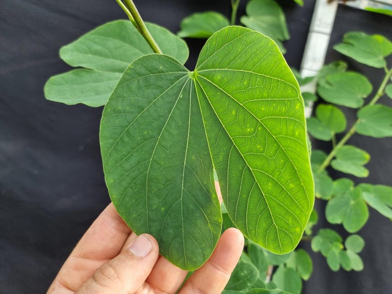 May include: A vibrant green leaf with a distinct bilobed, heart-shaped structure and prominent branching veins. The leaf surface displays a smooth texture with subtle yellow speckling throughout, attached to a thin, light green stem.