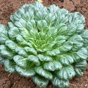 Puede incluir: Una planta de Tatsoi con una roseta densa y circular de hojas de color verde oscuro en forma de cuchara. El follaje presenta una textura brillante y venas claras prominentes que irradian desde el centro, creciendo en la tierra marr&oacute;n.