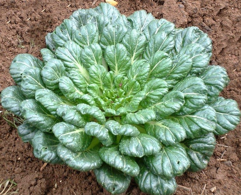 Puede incluir: Una planta de Tatsoi con una roseta densa y circular de hojas de color verde oscuro en forma de cuchara. El follaje presenta una textura brillante y venas claras prominentes que irradian desde el centro, creciendo en la tierra marr&oacute;n.