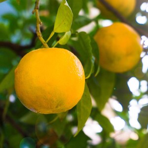 10+ Sweet Orange Seeds, Citrus sinensis, Citrus Tree image 3