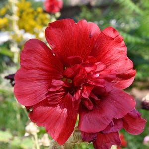 Peut inclure: Une fleur de rose tr&eacute;mi&egrave;re rouge fonc&eacute; avec plusieurs couches de p&eacute;tales velout&eacute;s et froiss&eacute;s. La fleur pr&eacute;sente un centre dense et pro&eacute;minent avec des p&eacute;tales plus petits et serr&eacute;s, entour&eacute;s de grands p&eacute;tales ext&eacute;rieurs nervur&eacute;s.