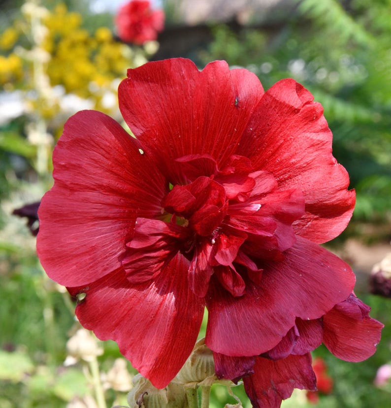 Peut inclure: Une fleur de rose tr&eacute;mi&egrave;re rouge fonc&eacute; avec plusieurs couches de p&eacute;tales velout&eacute;s et froiss&eacute;s. La fleur pr&eacute;sente un centre dense et pro&eacute;minent avec des p&eacute;tales plus petits et serr&eacute;s, entour&eacute;s de grands p&eacute;tales ext&eacute;rieurs nervur&eacute;s.