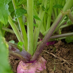 May include: A purple and white turnip growing in dark soil with multiple bright green stalks extending upwards. The vegetable features a rounded, bulbous root partially exposed above the ground, with smooth skin and vibrant green leafy stems.