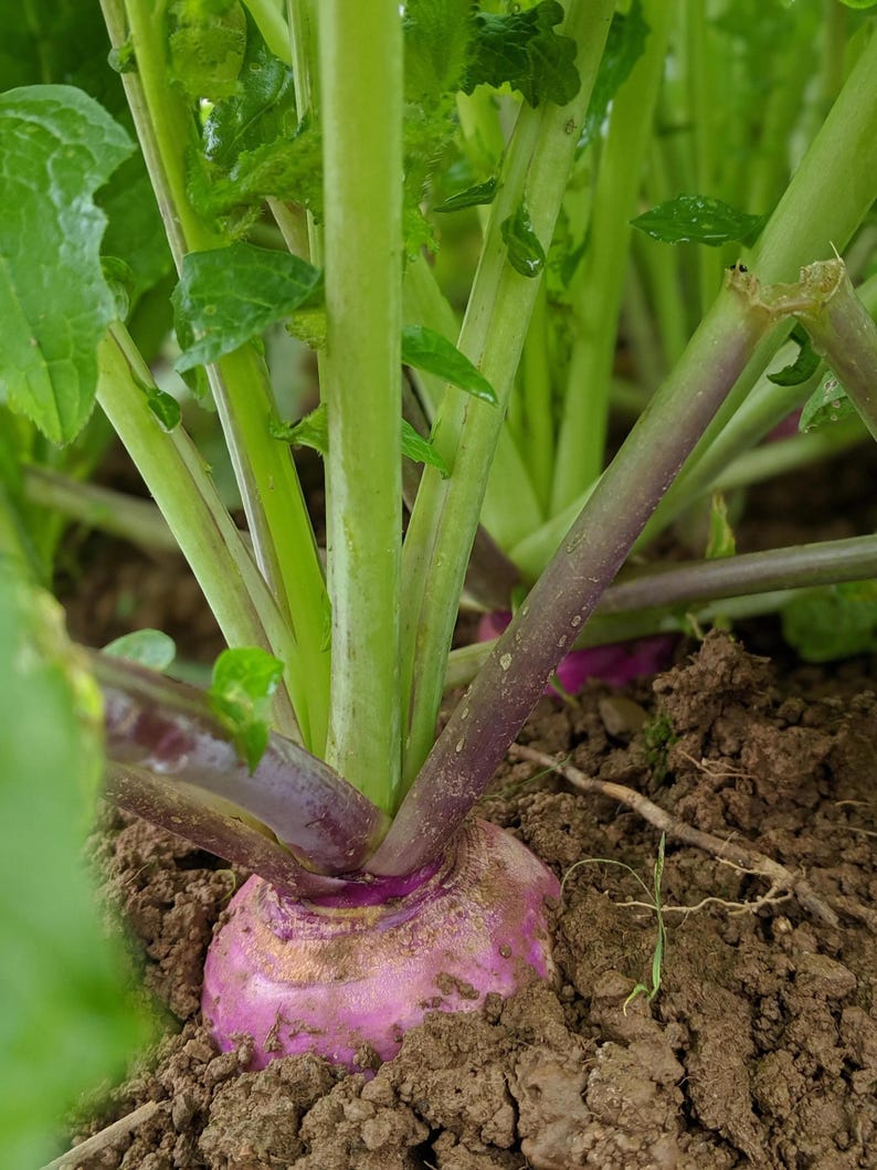 May include: A purple and white turnip growing in dark soil with multiple bright green stalks extending upwards. The vegetable features a rounded, bulbous root partially exposed above the ground, with smooth skin and vibrant green leafy stems.