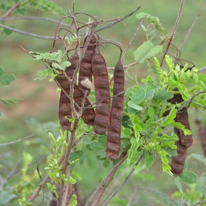 May include: A cluster of dark brown, elongated, flattened seed pods hanging from thin, woody branches of a plant. The pods have a segmented, textured appearance, interspersed with small, bright green, pinnate leaves on slender stems.