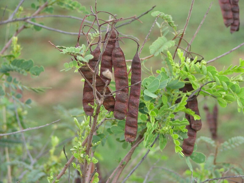 May include: A cluster of dark brown, elongated, flattened seed pods hanging from thin, woody branches of a plant. The pods have a segmented, textured appearance, interspersed with small, bright green, pinnate leaves on slender stems.