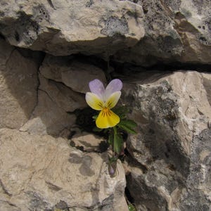 Über 100 Samen der Dreifarbigen Stiefmütterchen (Viola tricolor, Wildes Stiefmütterchen, Herzseide) Bild 6