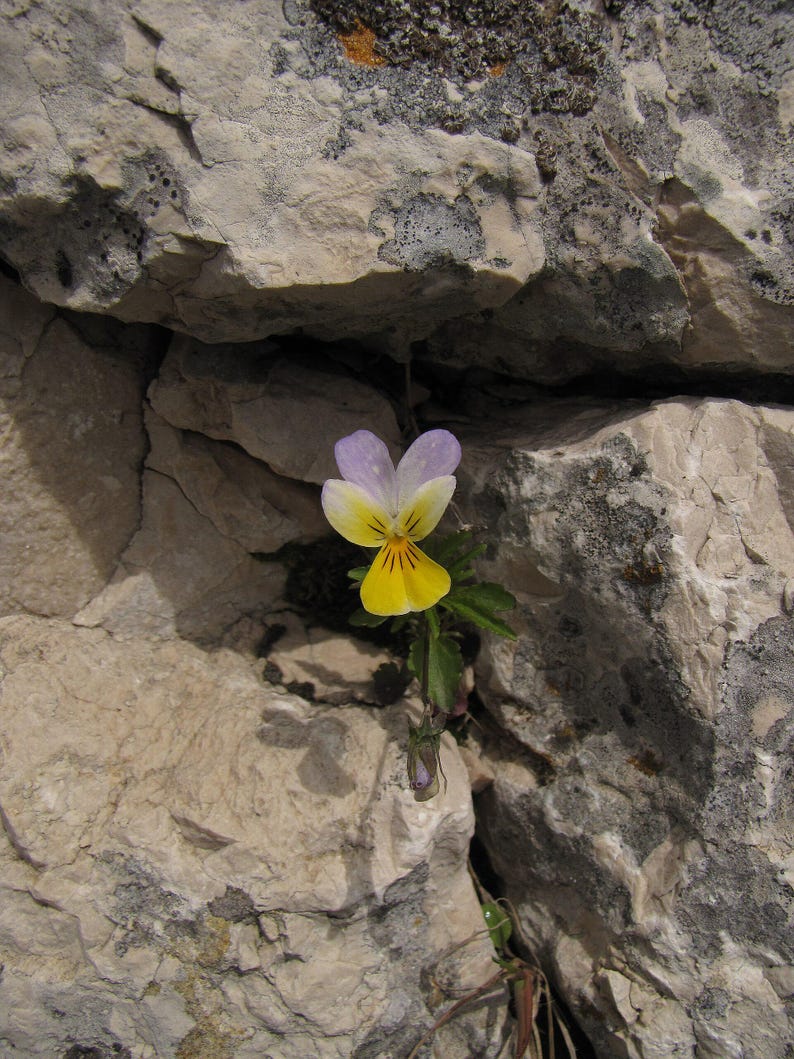 Über 100 Samen der Dreifarbigen Stiefmütterchen (Viola tricolor, Wildes Stiefmütterchen, Herzseide) Bild 6
