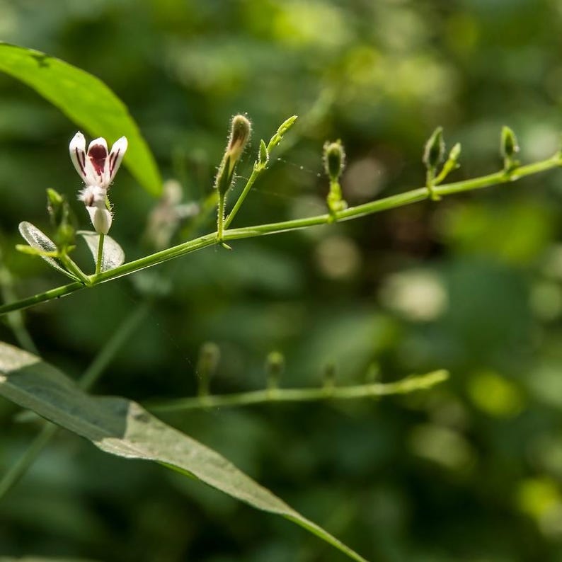100-500 Green Chiretta Seeds, Andrographis paniculata, Kalmegh Herb image 9
