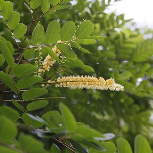 Puede incluir: Una rama de &aacute;rbol con numerosas hojas verdes peque&ntilde;as de forma ovalada dispuestas en pares a lo largo de tallos delgados de color marr&oacute;n oscuro. Un racimo de espigas florales alargadas y plumosas de color amarillo p&aacute;lido.
