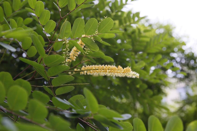 Puede incluir: Una rama de &aacute;rbol con numerosas hojas verdes peque&ntilde;as de forma ovalada dispuestas en pares a lo largo de tallos delgados de color marr&oacute;n oscuro. Un racimo de espigas florales alargadas y plumosas de color amarillo p&aacute;lido.
