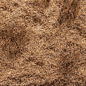 Über 100 Anissamen (Pimpinella anisum), Aniskraut, süßes Lakritzgewürz Bild 2