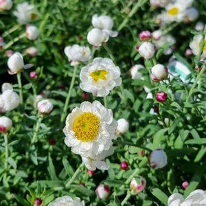 K&ouml;nnte beinhalten: Eine Ansammlung wei&szlig;er Bl&uuml;ten mit leuchtend gelben Mitten und ger&uuml;schten Bl&uuml;tenbl&auml;ttern, durchsetzt mit zahlreichen runden, geschlossenen Bl&uuml;tenknospen mit rosafarbenen Spitzen, getragen von d&uuml;nnen gr&uuml;nen St&auml;ngeln und schmalen, lanzettlichen Bl&auml;ttern.