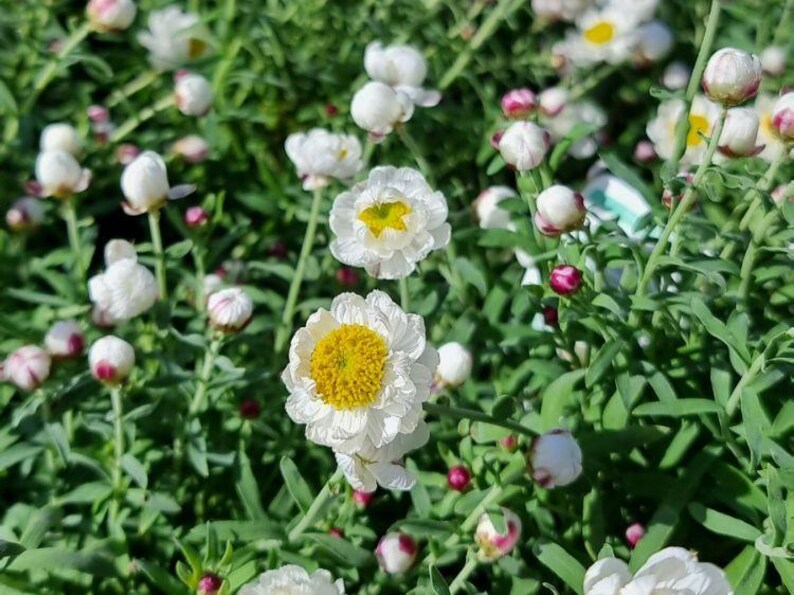 K&ouml;nnte beinhalten: Eine Ansammlung wei&szlig;er Bl&uuml;ten mit leuchtend gelben Mitten und ger&uuml;schten Bl&uuml;tenbl&auml;ttern, durchsetzt mit zahlreichen runden, geschlossenen Bl&uuml;tenknospen mit rosafarbenen Spitzen, getragen von d&uuml;nnen gr&uuml;nen St&auml;ngeln und schmalen, lanzettlichen Bl&auml;ttern.