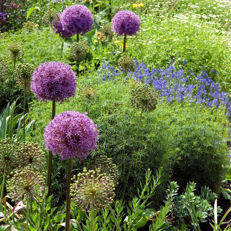 Más de 30 semillas de Allium de flores moradas, Allium atropurpureum, cebolla ornamental imagen 8