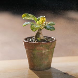 Más de 20 semillas de Dorstenia Foetida, planta de caudex rara, suculenta de madera apestosa, semillas de plantas exóticas de colección. imagen 1