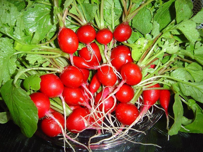 100+ nasion rzodkiewki okrągłej czerwonej, Raphanus sativus, krótka czerwona rzodkiewka, rzodkiewka ogrodowa zdjęcie 1